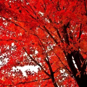 Red Maple Tree Plant - 2.5