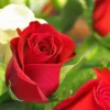 Red Miniature Rose Bush - Mini Rose Plant 4-6 Inch - 3 Inch Pot