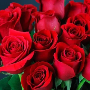Red Miniature Rose Bush - Mini Rose Plant 4-6 Inch - 3 Inch Pot