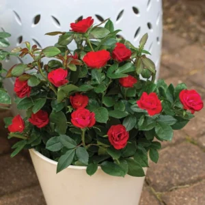 Red Miniature Rose Bush - Mini Rose Plant 4-6 Inch - 3 Inch Pot