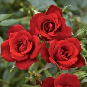 Red Miniature Rose Bush - Mini Rose Plant 4-6 Inch - 3 Inch Pot