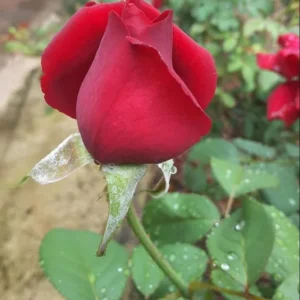 Red Miniature Rose Bush - Mini Rose Plant 4-6 Inch - 3 Inch Pot