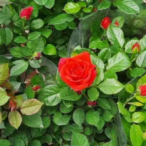Red Miniature Rose Bush - Mini Rose Plant 4-6 Inch - 3 Inch Pot