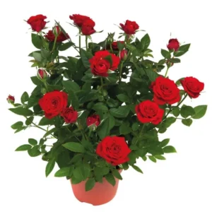 Red Miniature Rose Bush - Mini Rose Plant 4-6 Inch - 3 Inch Pot