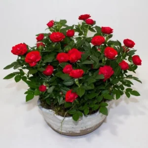 Red Miniature Rose Bush - Mini Rose Plant 4-6 Inch - 3 Inch Pot