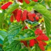 Red Mulberry Plant Live - Everbearing Mulberry Bush - Outdoor Garden - 4 to 6 Inch