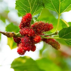 Red Mulberry Plant Live - Everbearing Mulberry Bush - Outdoor Garden - 4 to 6 Inch