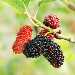 Red Mulberry Plant Live - Everbearing Mulberry Bush - Outdoor Garden - 4 to 6 Inch