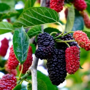 Red Mulberry Plant Live - Everbearing Mulberry Bush - Outdoor Garden - 4 to 6 Inch