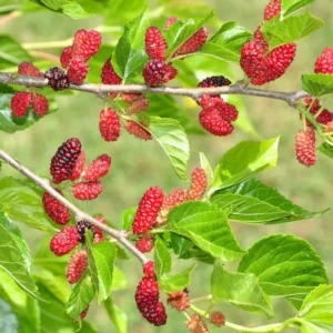 Red Mulberry Plant Live - Everbearing Mulberry Bush - Outdoor Garden - 4 to 6 Inch