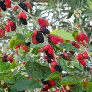 Red Mulberry Plant Live - Everbearing Mulberry Bush - Outdoor Garden - 4 to 6 Inch