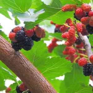 Red Mulberry Plant Live - Everbearing Mulberry Bush - Outdoor Garden - 4 to 6 Inch
