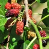 Red Mulberry Plant Live Rooted Fruit Tree 8-12 Inch Self-Pollinating