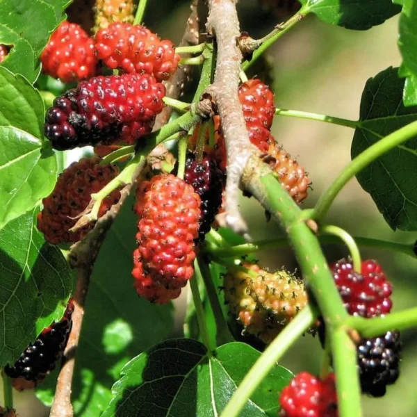 Red Mulberry Plant Live Rooted Fruit Tree 8-12 Inch Self-Pollinating