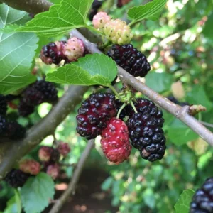 Red Mulberry Plant Live Rooted Fruit Tree 8-12 Inch Self-Pollinating