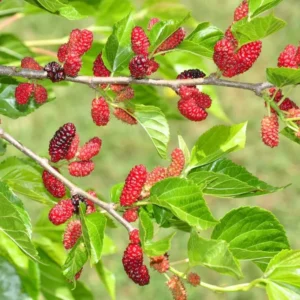 Red Mulberry Plant Live Rooted Fruit Tree 8-12 Inch Self-Pollinating