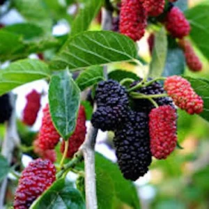 Red Mulberry Tree 3-Pack - 12 to 24in Morus Rubra Bare Root Fruit Tree