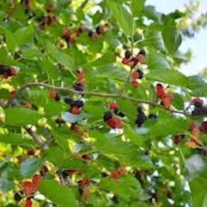 Red Mulberry Tree 3-Pack - 12 to 24in Morus Rubra Bare Root Fruit Tree