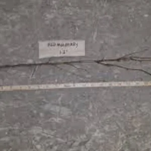 Red Mulberry Tree 3-Pack - 12 to 24in Morus Rubra Bare Root Fruit Tree