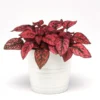 Red Splash Polka Dot Plant - Hypoestes - 3.5 inch Pot - Colorful House Plant