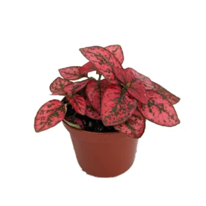 Red Splash Polka Dot Plant - Hypoestes - 3.5 inch Pot - Colorful House Plant