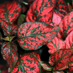 Red Splash Polka Dot Plant - Hypoestes - 3.5 inch Pot - Colorful House Plant