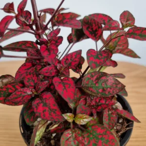 Red Splash Polka Dot Plant - Hypoestes in 2.5