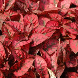 Red Splash Polka Dot Plant - Hypoestes in 2.5
