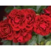 Red Sunblaze Rose Tree Live Plants Miniature Bush Shrub for Container Gardens