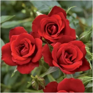Red Sunblaze Rose Tree Live Plants Miniature Bush Shrub for Container Gardens