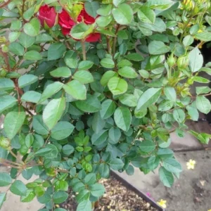 Red Sunblaze Rose Tree Live Plants Miniature Bush Shrub for Container Gardens