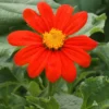 Red Torch Tithonia Mexican Sunflower Plant Live Plugs - Easy Grow - Florist Choice Flower