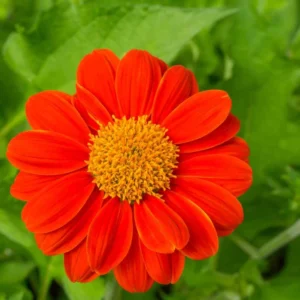 Red Torch Tithonia Mexican Sunflower Plant Live Plugs - Easy Grow - Florist Choice Flower