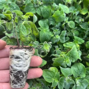 Red Torch Tithonia Mexican Sunflower Plant Live Plugs - Easy Grow - Florist Choice Flower