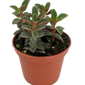 Red Trailing Peperomia rubella - 2.5