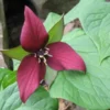 Red Trillium 20 Bulbs Wood Lily - Bare Root Wild Flowers - Spring Blooms