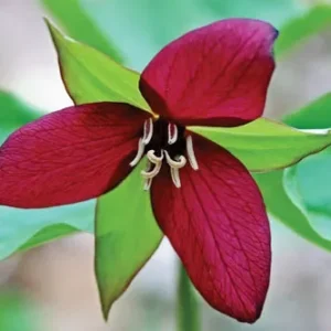 Red Trillium 20 Bulbs Wood Lily - Bare Root Wild Flowers - Spring Blooms