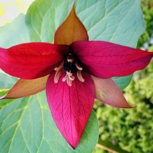 Red Trillium 20 Bulbs Wood Lily - Bare Root Wild Flowers - Spring Blooms