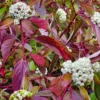 Red Twig Dogwood Shrub - 3 Red Coral Cornus Sericea Landscape Plants 12 to 24in