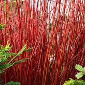 Red Twig Dogwood Shrub - 3 Red Coral Cornus Sericea Landscape Plants 12 to 24in