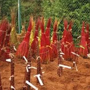 Red Twig Dogwood Shrub - 3 Red Coral Cornus Sericea Landscape Plants 12 to 24in