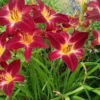 Red Volunteer Daylily Root Fans - 3 Bare Root Plants - Red & Yellow Blooms