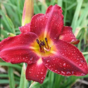 Red Volunteer Daylily Root Fans - 3 Bare Root Plants - Red & Yellow Blooms