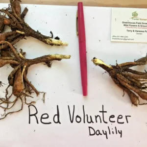 Red Volunteer Daylily Root Fans - 3 Bare Root Plants - Red & Yellow Blooms
