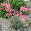Red Yucca Plant Live Outdoor 4-6 Inch Potted Red Yucca Succulent Perennial