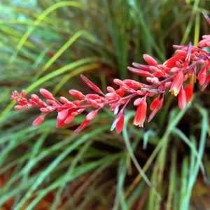 Red Yucca Plant Live Outdoor 4-6 Inch Potted Red Yucca Succulent Perennial