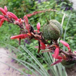 Red Yucca Plant Live Outdoor 4-6 Inch Potted Red Yucca Succulent Perennial