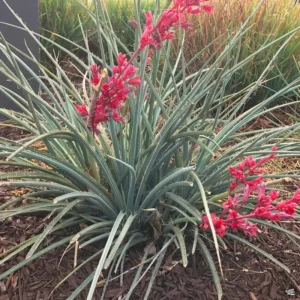 Red Yucca Plant Live Outdoor 4-6 Inch Potted Red Yucca Succulent Perennial