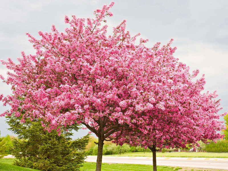 Redbud Trees