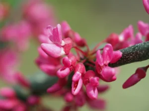Redbud flowers